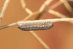 Euchloe simplonia