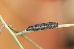 Euchloe simplonia