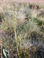 Prasophyllum suttonii