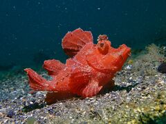 Rhinopias eschmeyeri