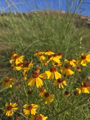 Helenium amarum badium