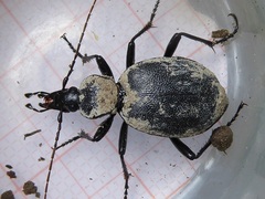 Cychrus caraboides