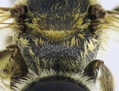 Lasioglossum zonulus