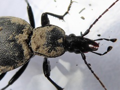 Cychrus caraboides