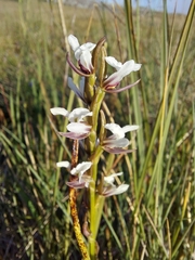 Prasophyllum suttonii