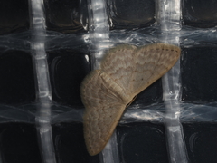 Idaea philocosma