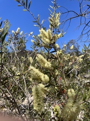 Melaleuca pallida