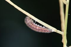 Euchloe simplonia