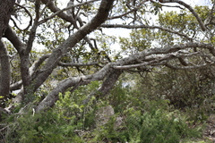 Sideroxylon inerme inerme