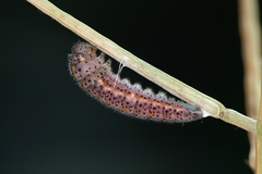 Euchloe simplonia