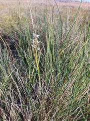 Prasophyllum suttonii