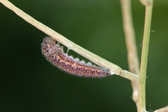 Euchloe simplonia