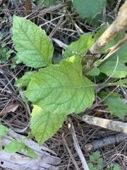 Callicarpa americana