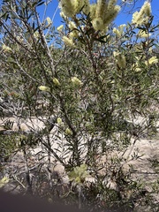 Melaleuca pallida