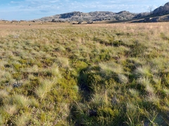 Prasophyllum suttonii