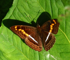 Adelpha olynthia