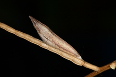 Euchloe simplonia