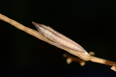 Euchloe simplonia