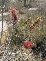 Melaleuca linearis