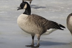 Branta