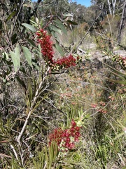 Melaleuca linearis