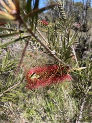 Melaleuca linearis