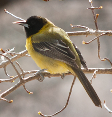 Icterus graduacauda