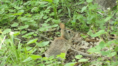 Sylvilagus floridanus