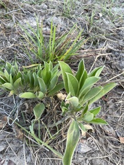 Lupinus diffusus