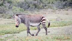 Equus zebra zebra