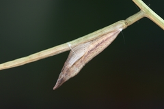 Euchloe simplonia