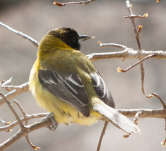 Icterus graduacauda