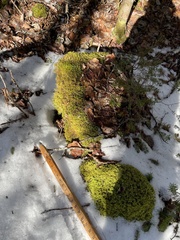 Callicladium imponens