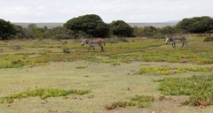 Carpobrotus edulis edulis