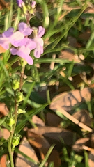 Nuttallanthus canadensis