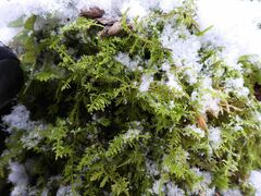 Thuidium