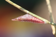 Euchloe simplonia