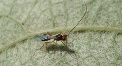 Phaenocarpa ruficeps