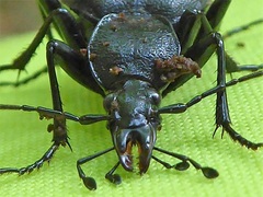 Cychrus caraboides