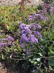 Limonium perezii