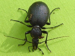 Cychrus caraboides