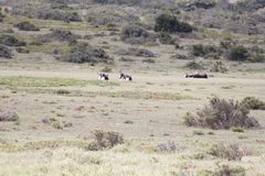 Damaliscus pygargus pygargus