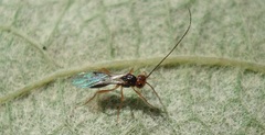 Phaenocarpa ruficeps