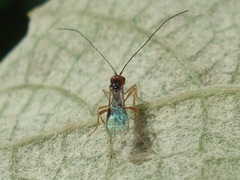 Phaenocarpa ruficeps