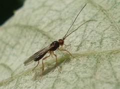 Phaenocarpa ruficeps