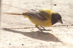 Icterus graduacauda