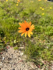 Dimorphotheca sinuata