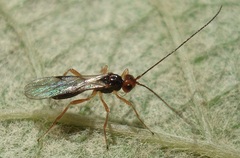 Phaenocarpa ruficeps