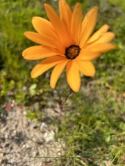 Dimorphotheca sinuata