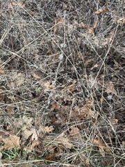 Poa palustris